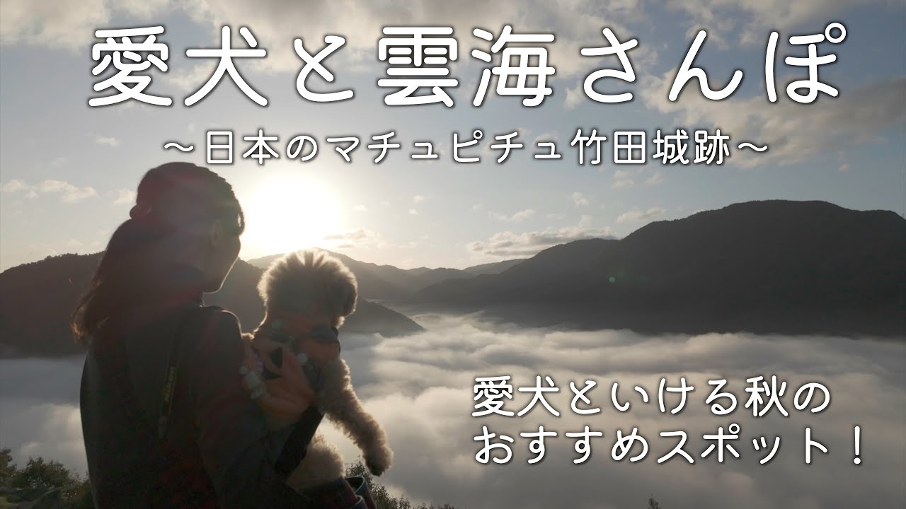 【愛犬と雲海さんぽ】日本のマチュピチュ竹田城跡の絶景【犬と秋旅行】