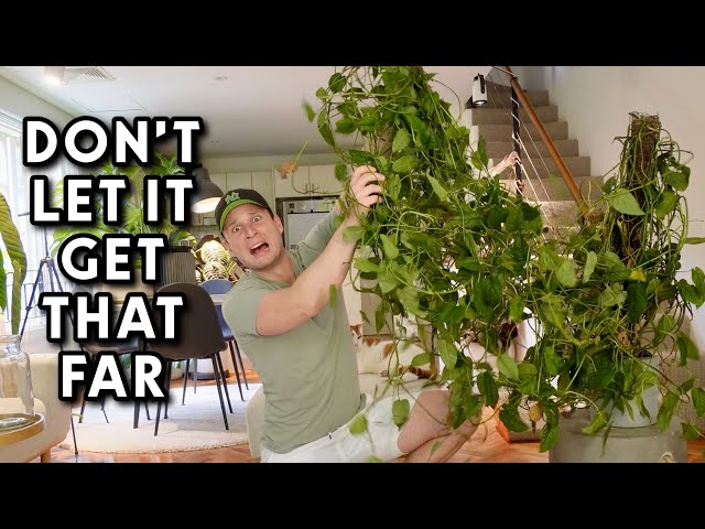 This Moss Pole is out of Control !! - YouTube