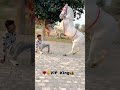 Badal or Mohan #song #rajasthani #jaisalmer #subscribe #viralshorts #india #youtube