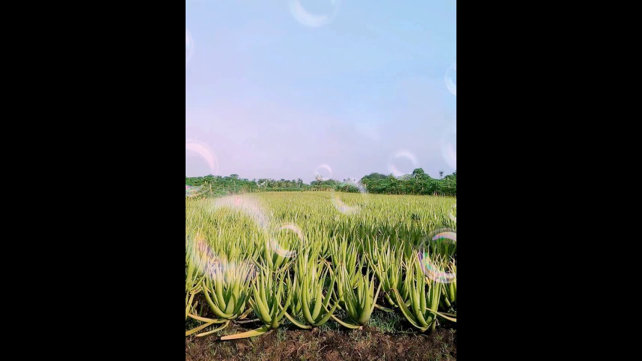 Lirik lagu istana bintang cover SMVLL