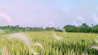 Download Lagu Lirik lagu istana bintang cover SMVLL MP3