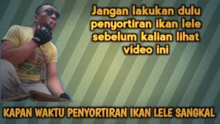 KAPAN WAKTU PENYORTIRAN IKAN LELE SANGKAL