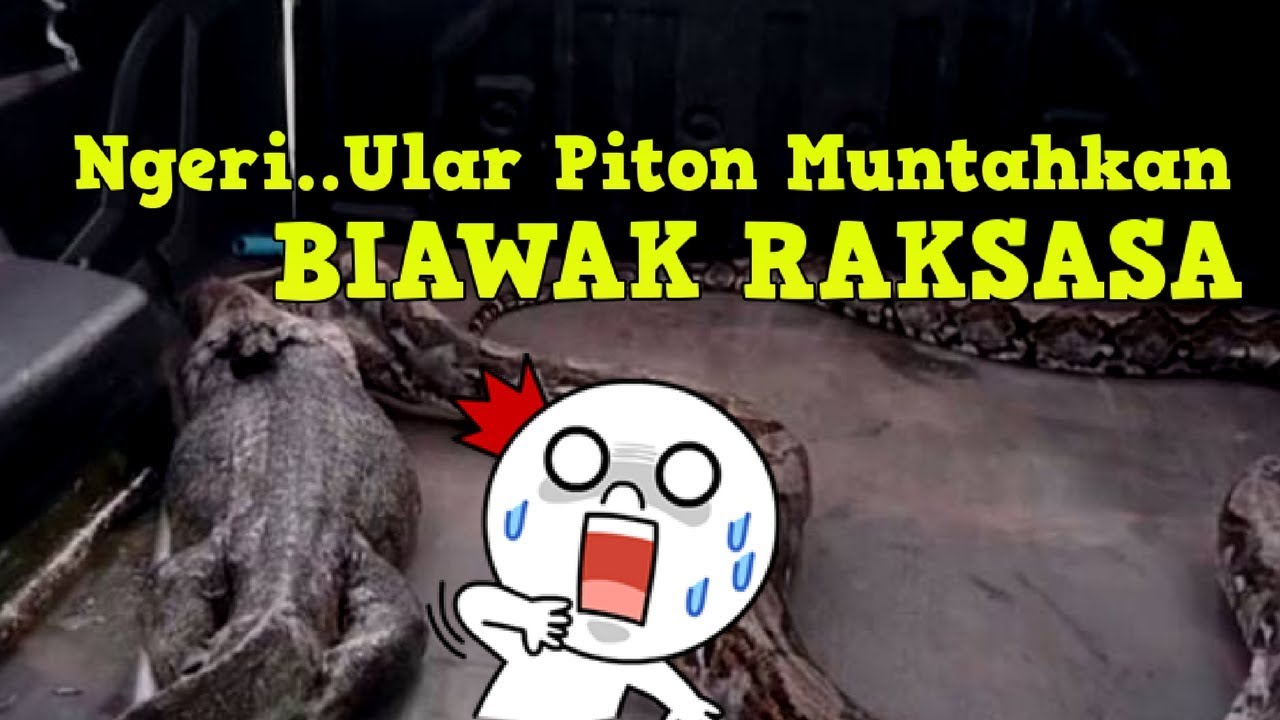 Bikin Takut Ular Piton Ini Muntahkan Bulat Bulat Seekor Biawak