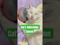Watch and Learn How My Cat Relaxes