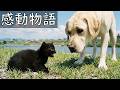 【保護猫】飼い犬が弱った捨て猫を拾った結果【感動物語】