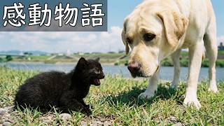 【保護猫】飼い犬が弱った捨て猫を拾った結果【感動物語】