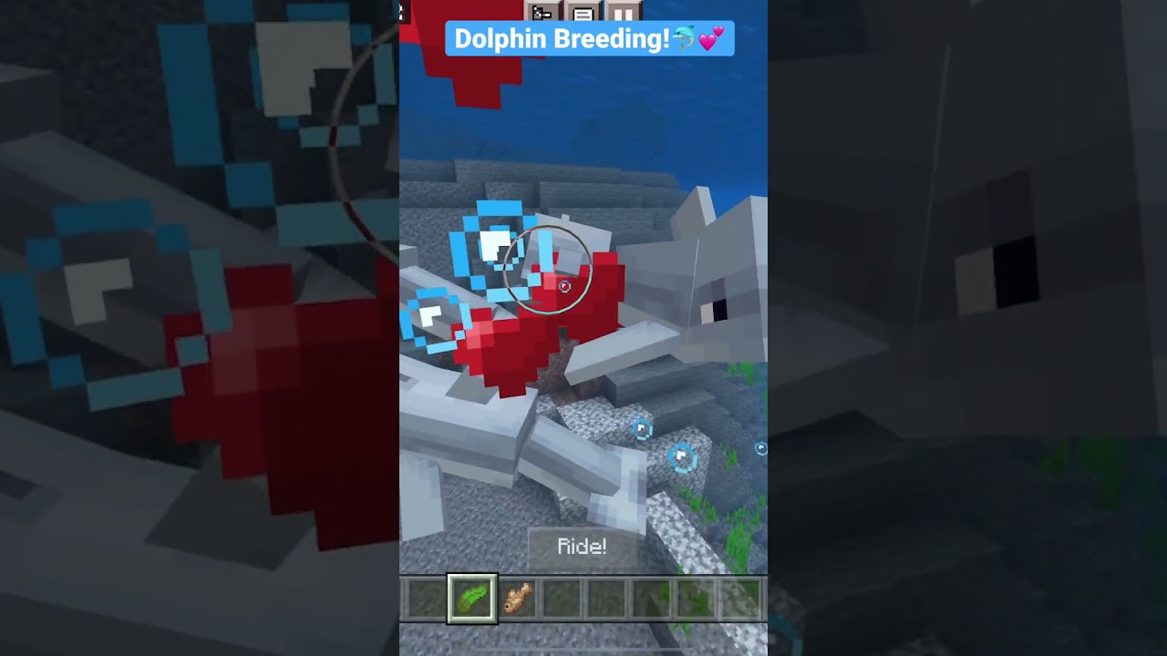 How to breed dolphins in Minecraft!🐬💕