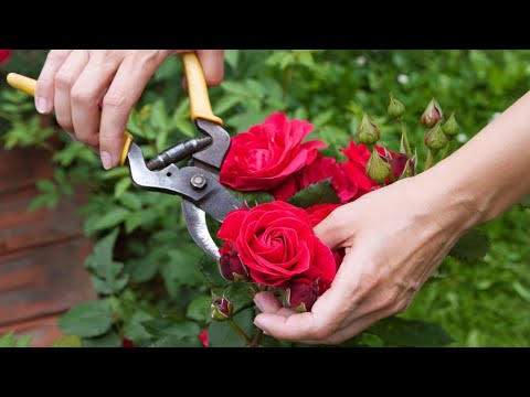 Видео: Есенен тор за рози: кога и как се прилага. Грижа за розите през есента, подготовка за зимата