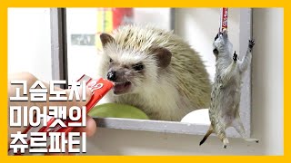 Hedgehog Meerkat Snack Party