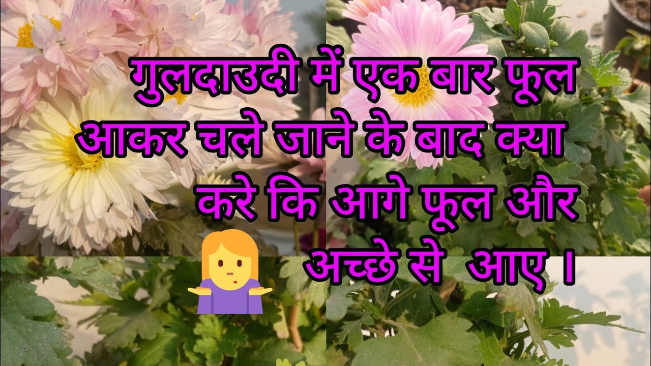 गुलदाउदी में एक बार फूल आकर जाने के बार क्या करे।