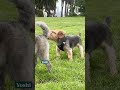 How popular is your dog’s name in San Francisco? Search the data