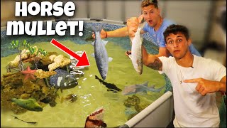 Feeding HORSE MULLET To My GIANT SALTWATER FISH!! *Epic*