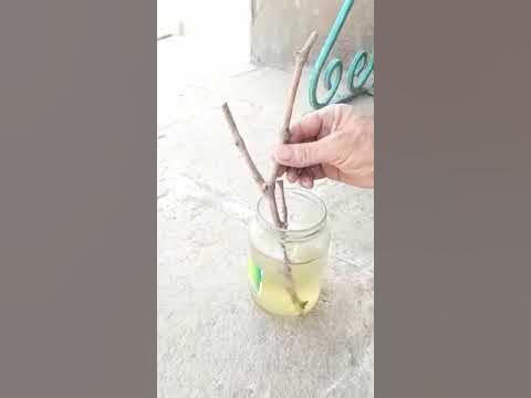 Дик жопа пизда фартс