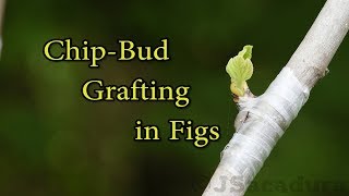 Grafting Fruit Trees | Chip-Bud Grafting Fig Trees | The easiest grafting technique there is