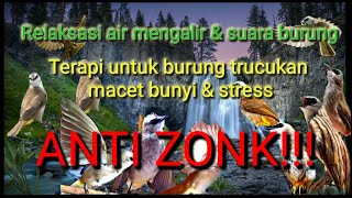 Terapi untuk burung trucukan macet bunyi dan stress (relaksasi air mengalir + kicauan burung)