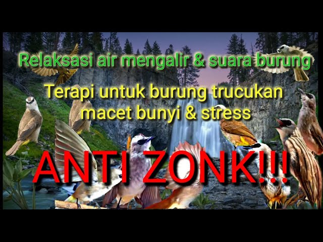 Terapi untuk burung trucukan macet bunyi dan stress (relaksasi air mengalir + kicauan burung) class=