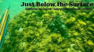 Just Below the Surface | Spearfishing New England's Underrated Coastal Aquatic Ecosystem