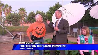 Measuring Pumpkins in the Fox 40 Garden 9/28/18