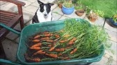HGV Organic Carrots grown in buckets sown at weekly intervals. Easy