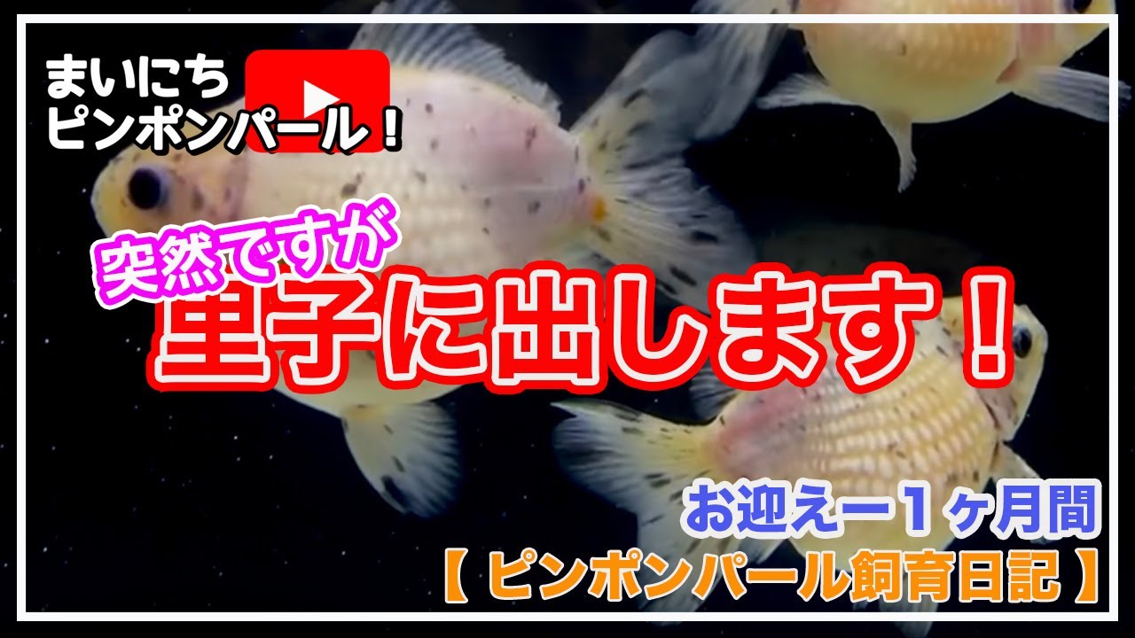 22年8月の飼育記録 ピンポンパール飼育日記 Youtube