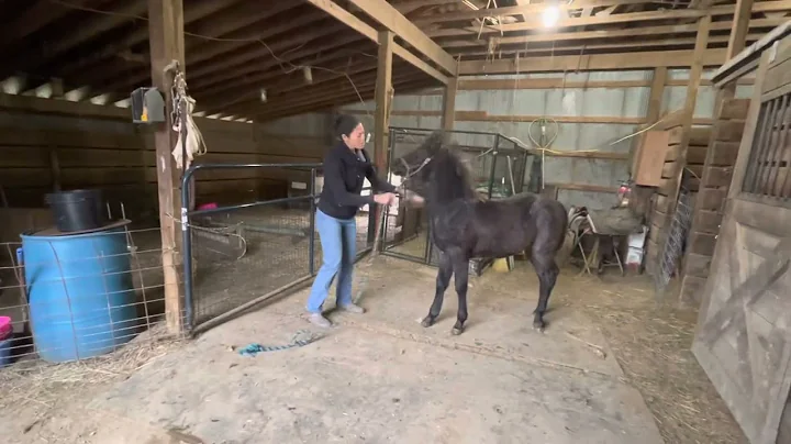 Asher QH colt 2022
