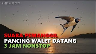 SUARA PEMANGGIL PANCING WALET DATANG NO COPYRIGHT