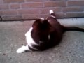 british shorthair cat goes outside
