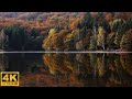 4K Autumn Forest - Relaxing Nature Video 🍁🍂 Increíbles Colores de Otoño 🍁🍂