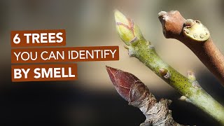 6 Trees You Can Easily Identify By Smell