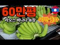한국인주인 200헥타 바나나농장구경 (라오스) 귀농1년차