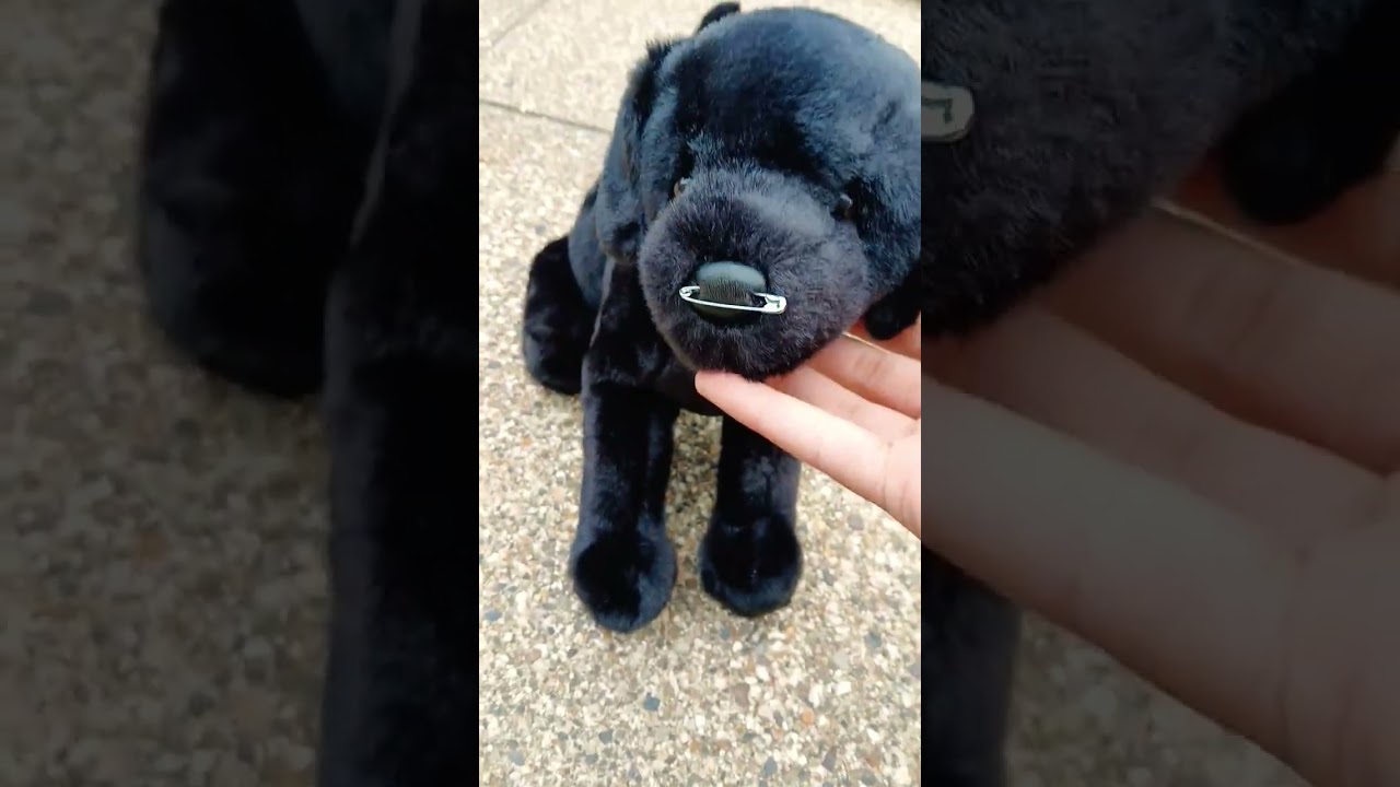 Review of the Chester black lab. #essaowner #essa #essacommunity #dssa #stuffie #douglasdog