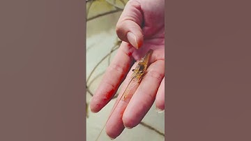 Mô hình nuôi tôm càng xanh công nghiệp xuyên đông đầu tiên tại Miền Bắc - NGÀY 40🦞⛳️#VũĐứcThiện