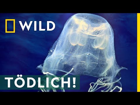 Video: Seewespe (Box Qualle) - ein tödliches Seeungeheuer