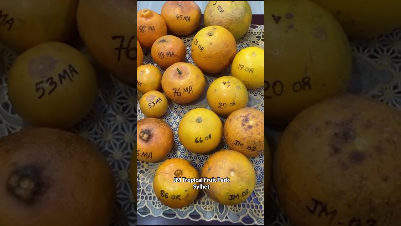 বাংলাদেশে সম্ভাবনাময় জাতগুলোর নতুন কমলা-মাল্টার বাগান তৈরীর পরিকল্পনা!