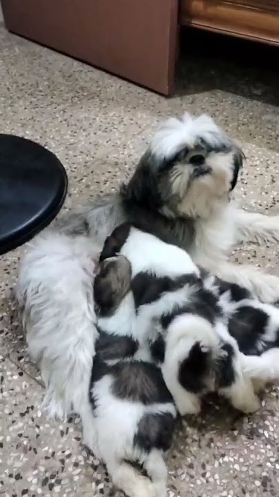 #SHIHTZU PUPPIES@6369764983📜❣️