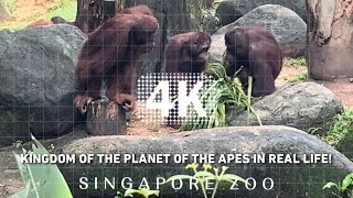 Kingdom of the Planet of the Apes - Orangutan Island | SINGAPORE ZOO 2024