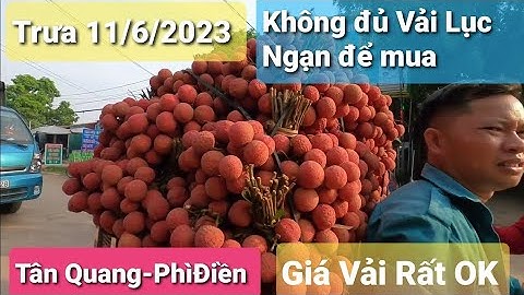 Bao Nhiêu Vải Lục Ngạn Bán  Mà Trưa Không Đủ Vải Mua l Luc Ngan Lychee l Núi Đồi Lục Ngạn