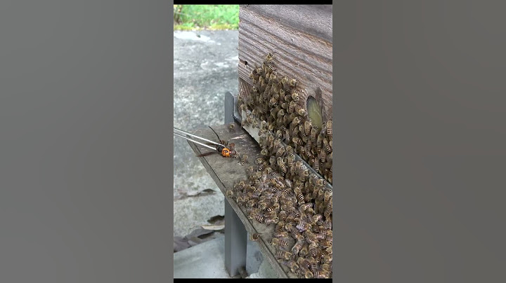 Japanese honeybees take refuge first when attacked by the Giant hornet
