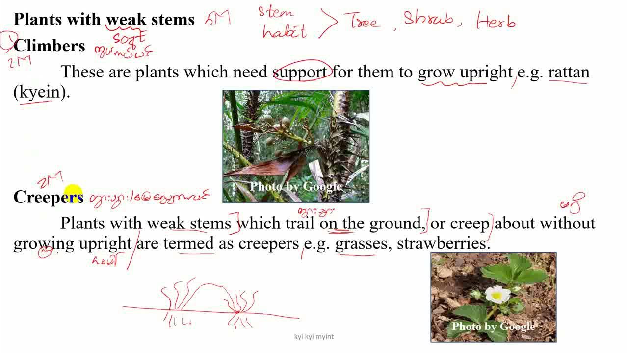 Grade 11 Chapter 1 Plant with weak stem YouTube