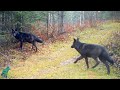 Almost entirely black wolf pack in northern minnesota