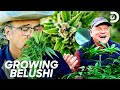 Growing Belushi Compilation | HD