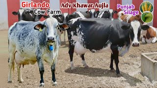 Subhan Dairy Farm | Girlando Cows | Cow For Sale In Punjab | 50 KG Dodh Wali Gay | Pk Janwar Mandi