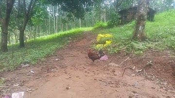 los peb saib me Nyuam qaib nawj