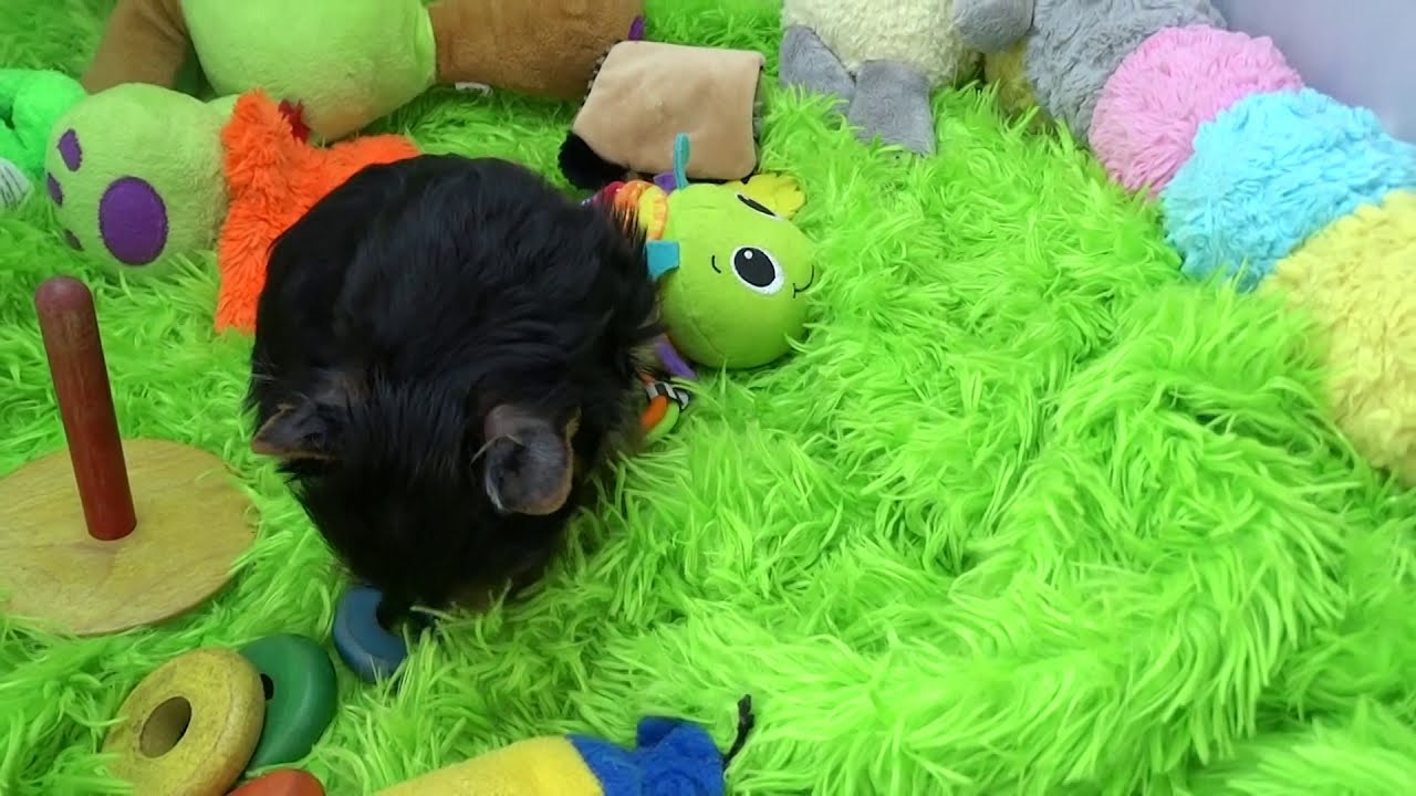 DALLAS IN THE PHOTO CUBE -- 9 WEEKS OLD - APRIL 11TH