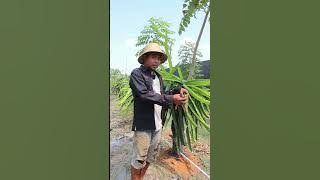 CARA MEMPERCEPAT PEMBUAHAN BUAH NAGA DENGAN PEMANGKASAN CABANG MUDA BUAH NAGA # #dragonfruit #golden