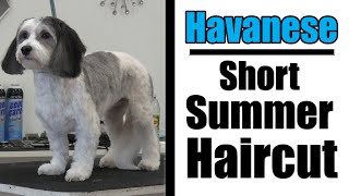 Havanese Grooming | Short Haircut Tutorial