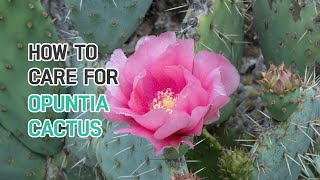 BEST TIPS | HOW TO CARE FOR OPUNTIA CACTUS