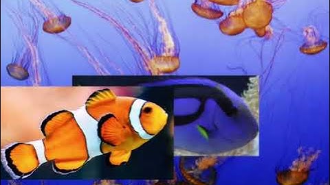 Finding Nemo live action remake jellyfish scene