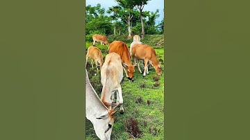 Sapi moo, suara sapi! #cow #sapilucu #animals #reels #farming