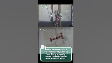 Ants vs. Humans: Who’s the ultimate problem-solver? #shorts